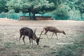 Jadwal buka taman rusa : Ada Harus Tahu Taman Rusa Sekupang Dulunya Jogging Track Batampos Co Id