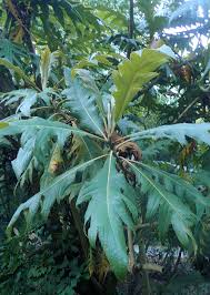 Image result for Bocconia arborea