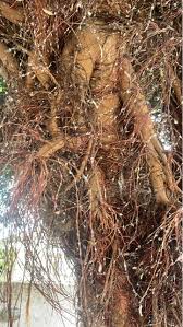 Image result for Erianthemum virescens