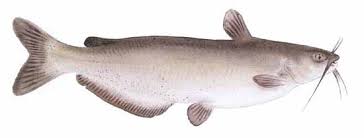 A 'catfish' may steal someone else's photos, videos or personal information to create a. Channel Catfish Ictalurus Punctatus