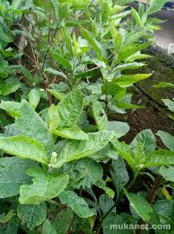 Bitter leaf is a very healthy vegetable and can be prepared in different ways, one of the ways of making bitter leaf soup is to combine bitter leaf soup is best served with fufu or eba. Health Benefits Of Bitter Leaf Vernonia Amygdalina Its Uses In Nigeria Mukanet