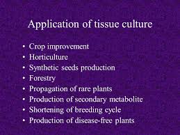 One hour open book exam 2 experimental protocols in plant cell culture. Plant Tissue Culture Ppt Video Online Download