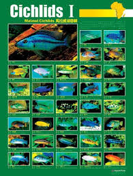 Single 24 Posters Available First 14 Arowanaclub Canada Goruntuler Ile Akvaryumlar Balik Akvaryum