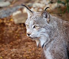 Hungary On Naturalized Animals Bobcat