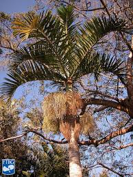 Image result for Hyophorbe verschaffeltii