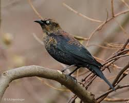 Baby Bird Identifier By Picture Rusty Blackbird Euphagus Carolinus Bird Life List Bird Species Wild Birds
