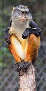 Wolf Guenon Monkey Animals Beautiful Interesting Animals Wildlife Animals