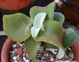 Los Kalanchoes Orejas De Elefante Suculentas Plantas