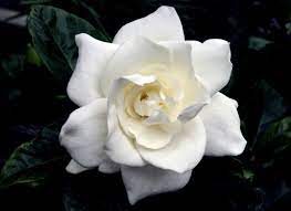 Shaile S Edible Art The Making Of The Gardenia Gardenia Sugar Flowers Tutorial Sugar Flowers