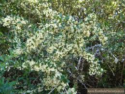 Image result for Gymnosporia buchananii