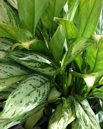 Come scegliere le piante da interno? Aglaonema Commutatum Treubii Codiferro Master Gardener