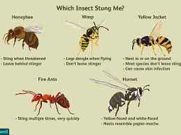 Package bees ready to collect late april from cheltenham, ideal to populate top bar / warre hives, 14×12′s, langstroth, dadant, rose, flow hives etc. How To Figure Out Which Insect Stung You