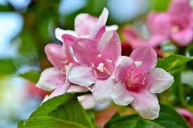 Check spelling or type a new query. Jasmin Jasmine Flower Mock Orange Ornamental Shrub Spring Flowers Bush Smell Flower Plant Star Pikist
