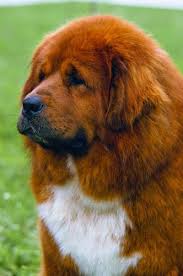 Tibetin Mastiff Http X2f X2f Books And Animals Tumblr Com X2f Dogs Tibetan Mastiff Cute Animals