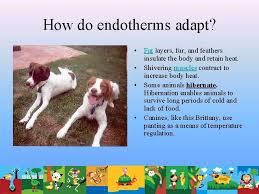 For both endotherms and ectotherms, there is a trend toward increasing metabolic rate with increasing mass. Adaptations How Do Adaptations Help Animals Survive In