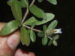 Image result for Blepharis