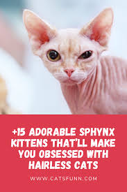15 Adorable Sphynx Kittens That Ll Make You Obsessed With Hairless Cats Cats Cat Catlover Pets Kitten Meow Love Cute Hairless Cat Funny Cats Kittens