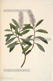 Image result for Melaleuca quinquenervia