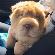 900 Shar Pei Ideas In 2021 Shar Pei Shar Pei Dog Shar Pei Puppies