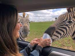 This One Of A Kind Drive Thru Safari Park Outside Of Nashville Is The Perfect Day Trip For The Family Safari Park Nashville African Safari