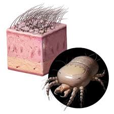 Image result for what do Cheyletiella look like in dog fur