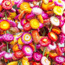 Always has fresh vegetables and beautiful flowers! Everlasting Daisy Tom Thumb Mix Seeds The Seed Collection