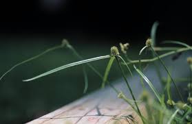 Image result for Kyllinga squamulata