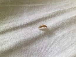Lassen sie nichts auf dem boden oder unter dem bett liegen, denn hier können sich die insekten verstecken. Was Sind Das Fur Kleine Tierchen Im Bettkasten Bett Ungeziefer