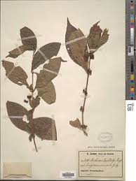 Image result for Mostuea