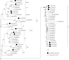 Image result for Gossypioides kirkii