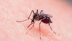In varsta ajustata rata de deces este de 61.16 la 100.000 de locuitori mali. Malaria Cauze Simptome Diagnostic Bioclinica
