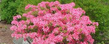 Rhododendron Azalea Rhododendron Rosy Lights