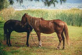 Horses Hogtied on Grass · Free Stock Photo