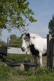 ↑ bylaws of the belgian draft horse corp // belgian draft horse corporation of america. Work Horse Belgian Draft Free Photo On Pixabay