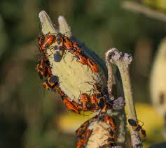 The original butterfly aka o.b. Harvesting Milkweed Seed A Pod And A Plan Xerces Society