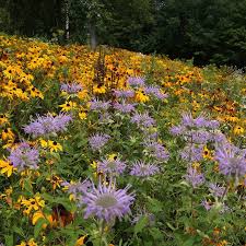 Maybe you would like to learn more about one of these? Native Northeast Wildflower Seed Mix High Country Gardens