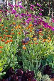 Pin By Judy Shoup On U Pick Flower Farm Cottage Garden Design Flower Stock Photography Planting Flowers