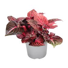 Image result for Iresine