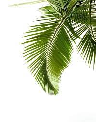 palm leaf print palm print palm poster printable art etsy palm leaves print etsy printable art monstera plant