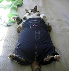 Pin On Cats Being Cats