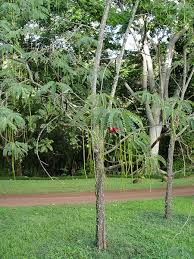 Image result for Craibia grandiflora