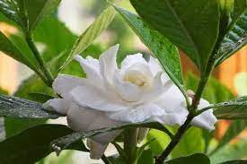 Why Are The Leaves On My Gardenia Turning Yellow Ehow Com Gardenia Plant Gardenia Trees Gardenia Shrub