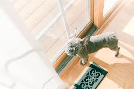 Potty training should begin with developing a schedule that both you and your dog can follow. How To Potty Train A Dog House Train A Puppy