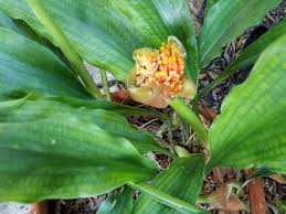 Image result for Scadoxus membranaceus