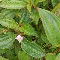 Image result for Melastomastrum segregatum