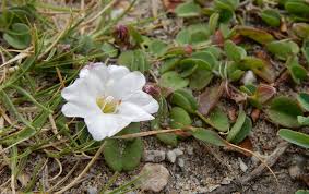 Image result for Falkia oblonga