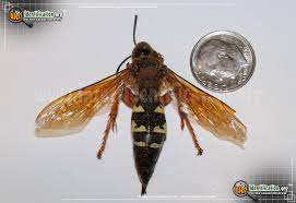 Where are cicada killer nests? Cicada Killer Sphecius Speciosus