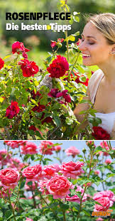 Rosen Pflanzen Und Pflegen Mit Diesen Tipps Gelingt Es Jedem Hobbygartner Rosen Pflanzen Rosenpflege Pflanzen