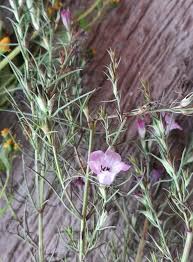 Image result for Micrargeria