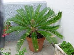 Check spelling or type a new query. Information About Sago Palm Plant Care